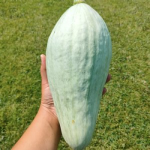 Sibley Squash Seed