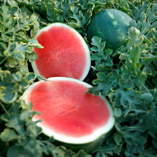 Sierra Nevada Watermelon Seed