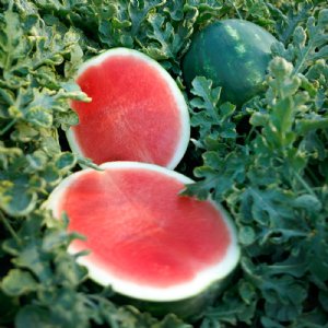 Sierra Nevada Watermelon Seed