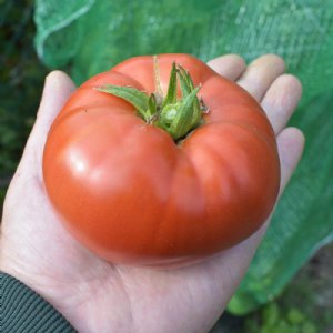 Siletz Tomato Seeds