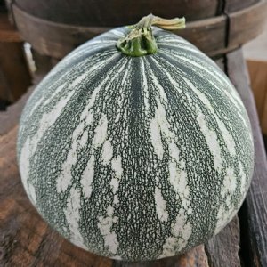 Silver Edged Squash Seed