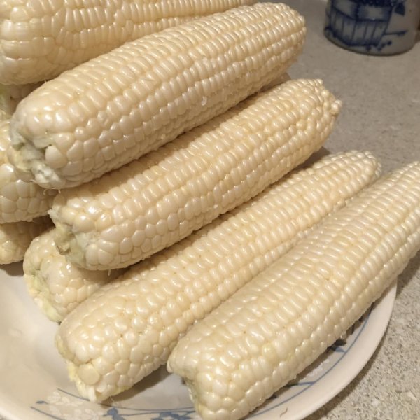 Silver King Hybrid Sweet Corn Seed