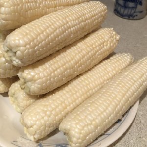 Silver King Hybrid Sweet Corn Seed