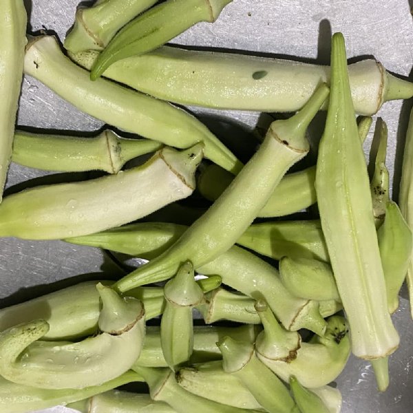 Silver Queen Okra Seed