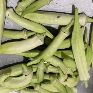 Silver Queen Okra Seed