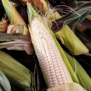 Silver Queen Sweet Corn Seed