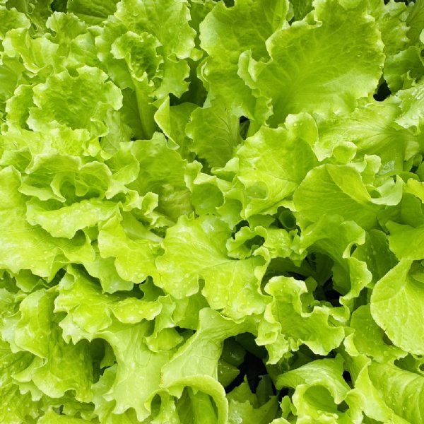 Simpson Elite Lettuce Seed