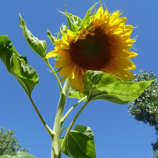 Skyscraper Sunflower Seeds