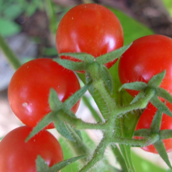 Small Red Cherry Tomato Seeds