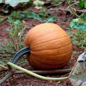 Small Sugar Pumpkin Seed