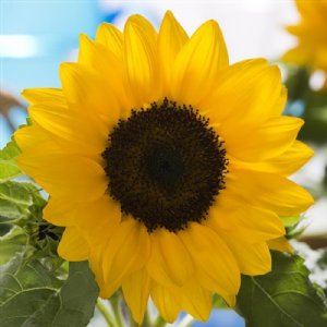 Smiley Yellow Sunflower Seeds