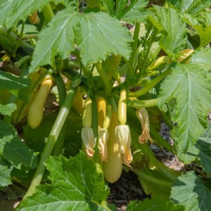 Smooth Criminal Squash Seed