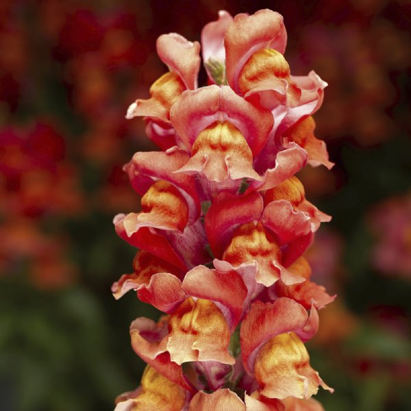 Snaptastic Orange Flame Snapdragon Seed