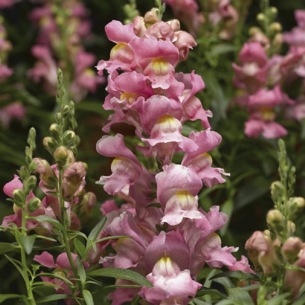 Snaptastic Pink Snapdragon Seed