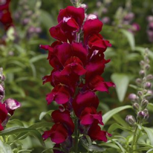 Snaptastic Red Snapdragon Seed