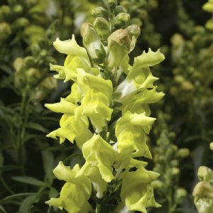 Snaptastic Yellow Snapdragon Seed