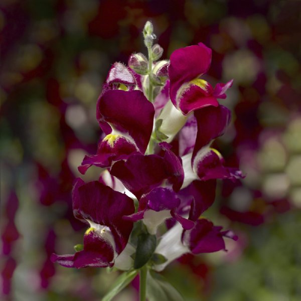 Snaptini Burgundy Bicolor Snapdragon Seed