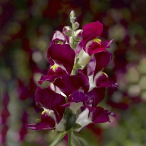 Snaptini Burgundy Bicolor Snapdragon Seed