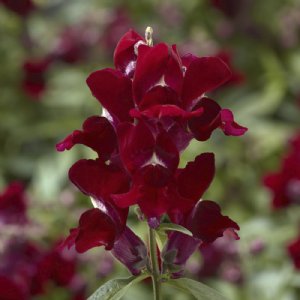 Snaptini Red Snapdragon Seed