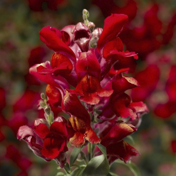 Snaptini Scarlet Snapdragon Seed