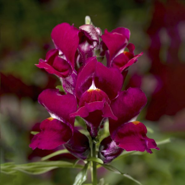 Snaptini Violet Snapdragon Seed