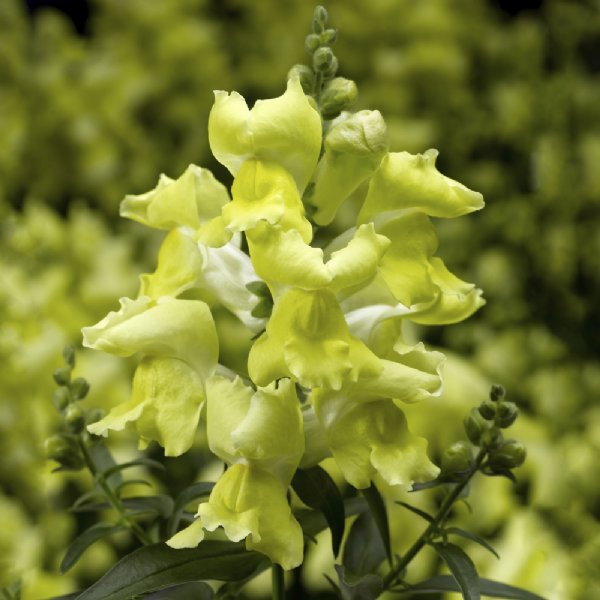 Snaptini Yellow Snapdragon Seed