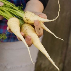 Snow White Carrot Seed