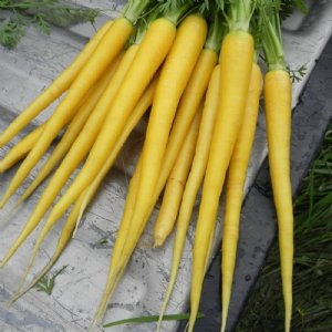 Solar Yellow  Carrot Seed