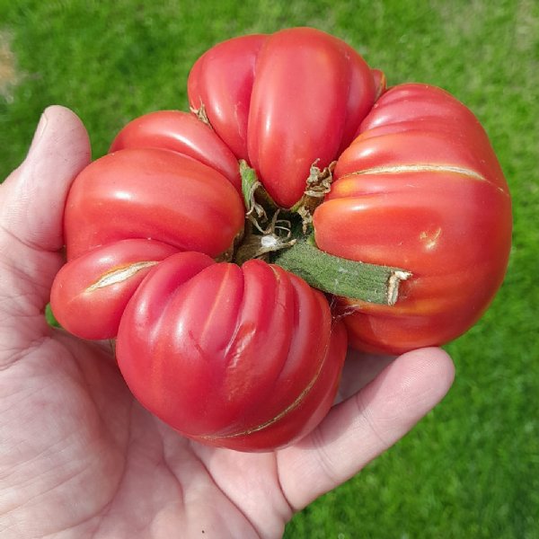 Soldacki Tomato Seeds