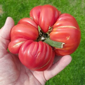 Soldacki Tomato Seeds