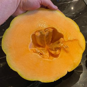 Solstice Cantaloupe Seeds