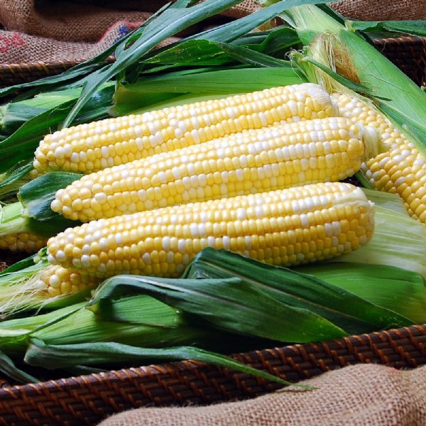 Solstice Sweet Corn Seed