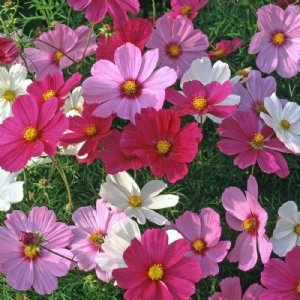 Sonata Mix Cosmos Seed