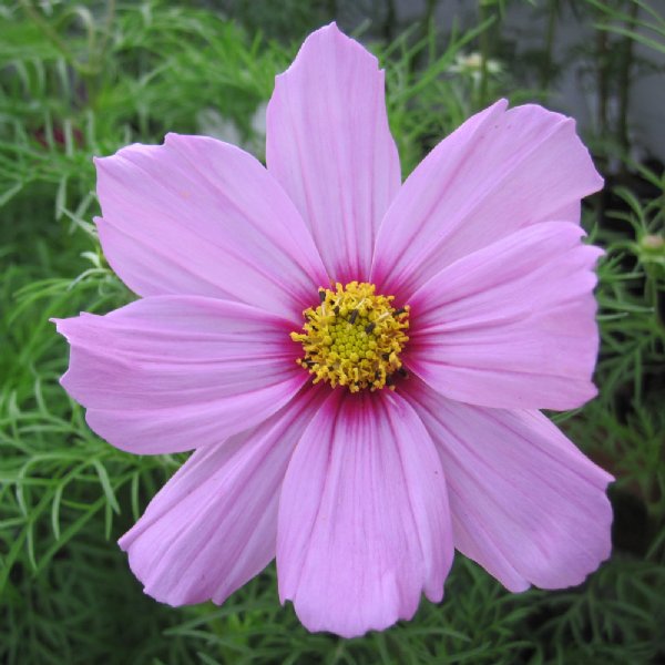 Sonata Pink Blush Cosmos Seed