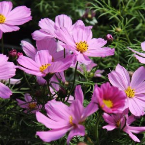 Sonata Pink Cosmos Seed