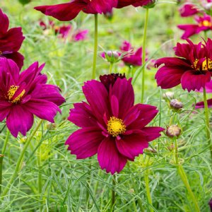 Sonata Purple Shades Cosmos Seed