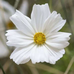 Sonata White Cosmos Seed