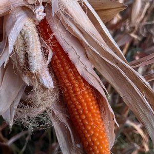 South American Popcorn Seed