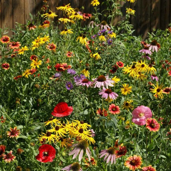 Southeastern Wildflower Mix Seed