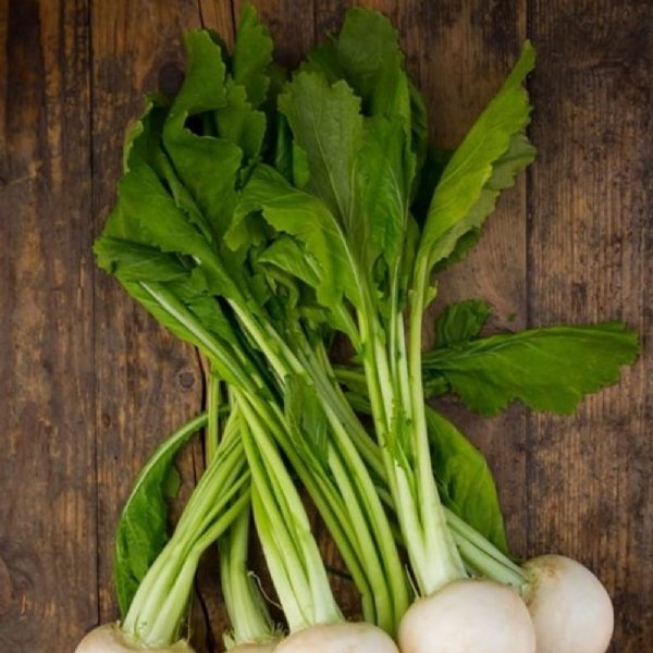 Southern Green Turnip Seed