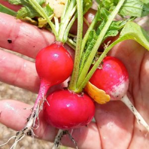 Sparkler Radish Seed