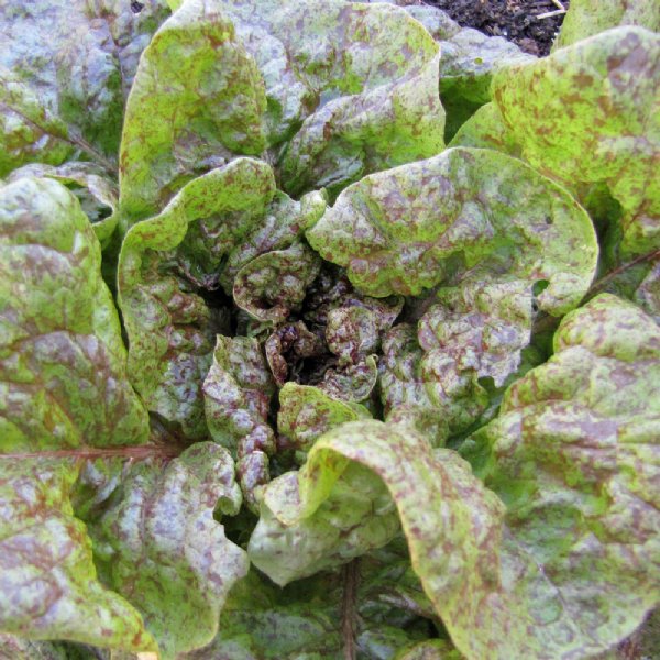 Speckles Lettuce Seed