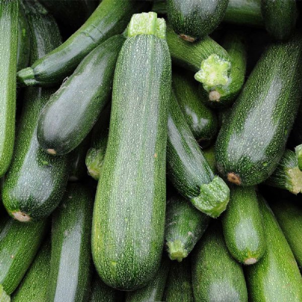 Spineless Beauty Zucchini Squash Seed