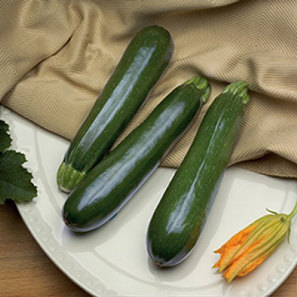 Spineless Perfection Zucchini Squash Seed