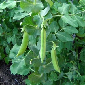 Spring Pea Seed