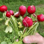 Spring Radish Seeds