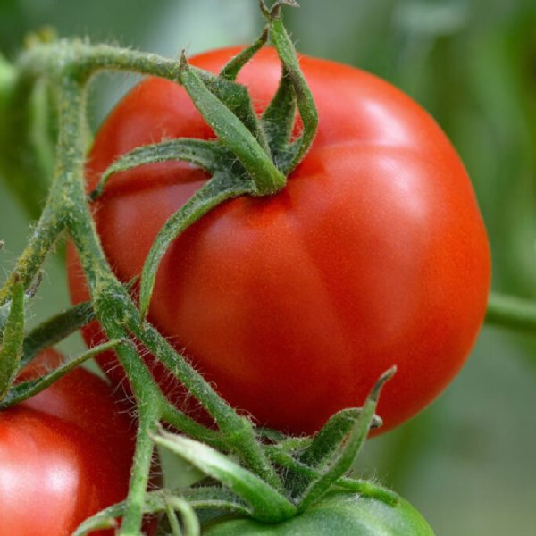 St. Pierre Tomato Seeds