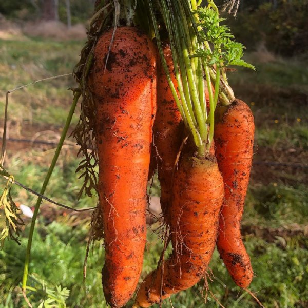 St. Valery Carrot Seed