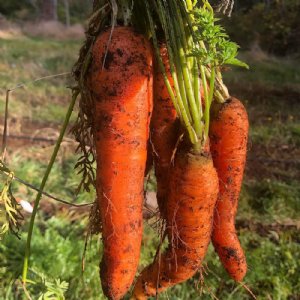 St. Valery Carrot Seed