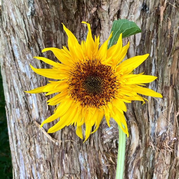 Starburst Panache Sunflower Seeds